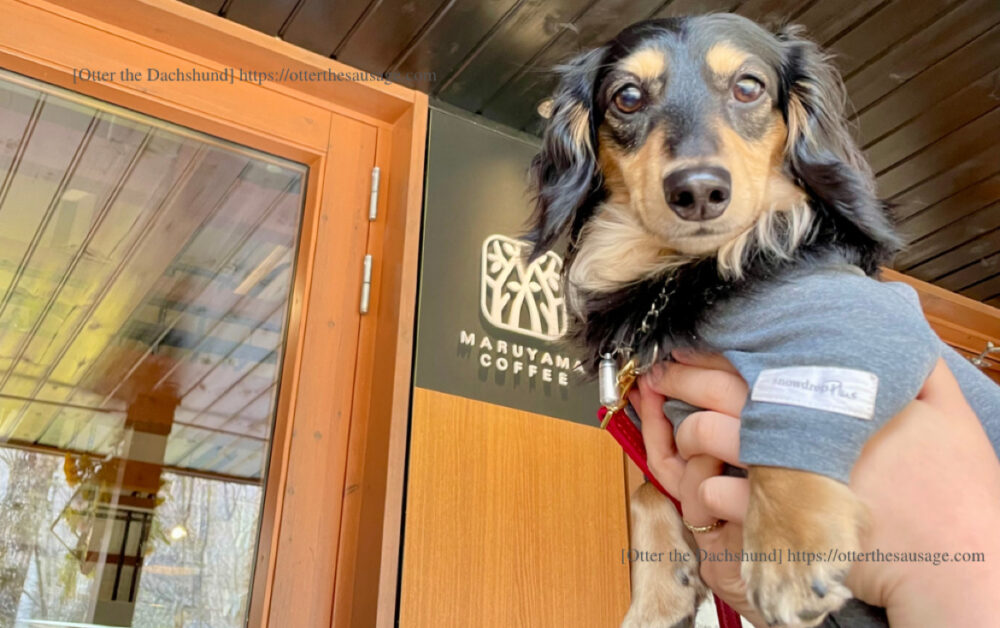 photo_travel with dogs_karuizawa_hang out with dogs_犬旅_犬連れ旅行_犬とお出かけ_軽井沢_ハルニレテラス_Otter the Dachshund_オッター_カニンヘンダックスフンド_Harunire Terrace_maruyama coffee_丸山珈琲_202303